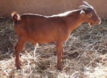 Image de Bouc entier sahélien