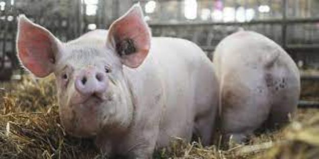 Image de Porc