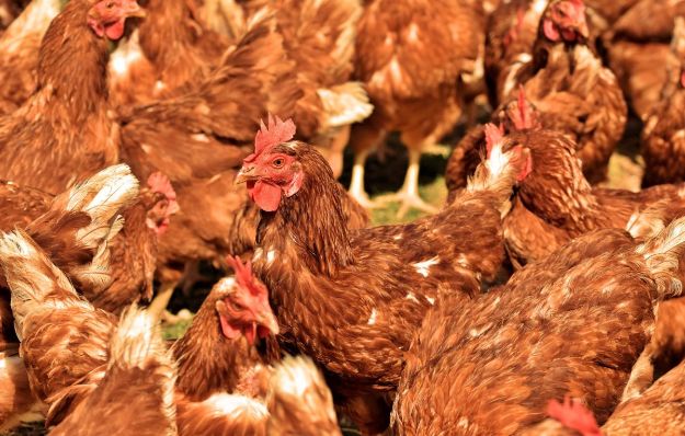 Image de Poule