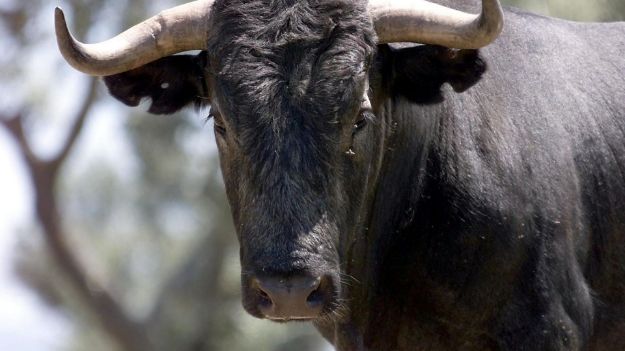 Image de Taureau